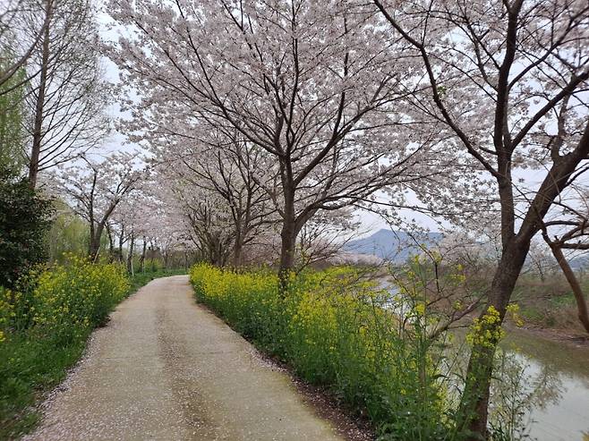▲흩날리는 벚꽃으로 꽃길이 이뤄진 금세기정원 산책로의 모습