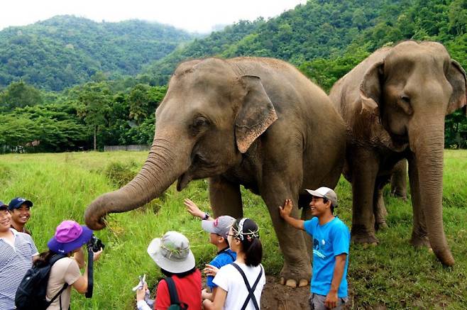 공정여행 프로그램에 참여한 여행자들이 태국 치앙마이 코끼리 보호센터를 방문했다. 트래블러스맵 제공