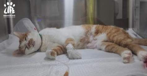 이른바 ‘볼드모트 사료’ 섭취 이후 동물병원에서 치료를 받고 있는 고양이의 모습. 동물보호단체 라이프 제공