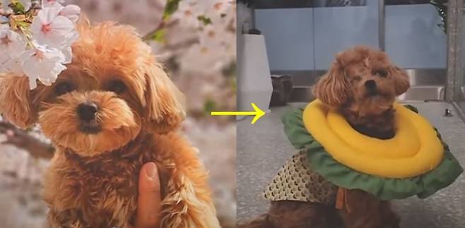 6개월 강아지가 반려견 유치원에서 큰 개에 물려 한쪽 눈을 실명했다. /사진=JTBC 뉴스 영상 캡처