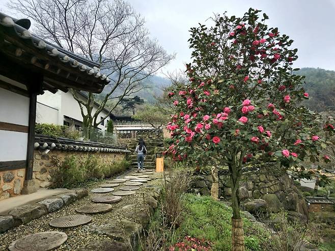 소양고택 동백나무.