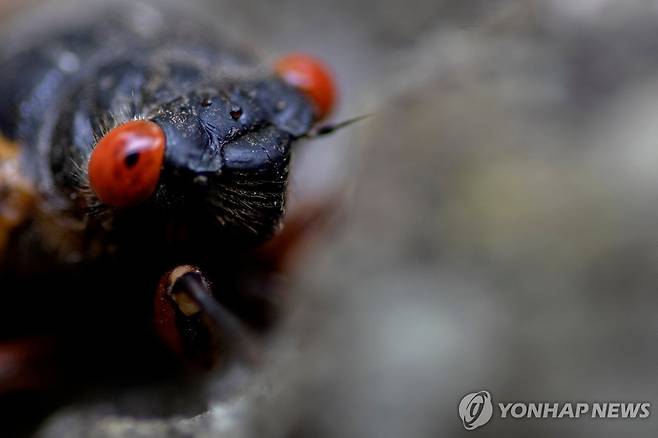 미국 메릴랜드주의 매미 [로이터 연합뉴스 자료사진. 재판매 및 DB 금지]