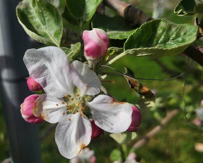 충남 당진의 한 과수원 사과가 꽃망울을 터뜨렸다. 당진시 제공