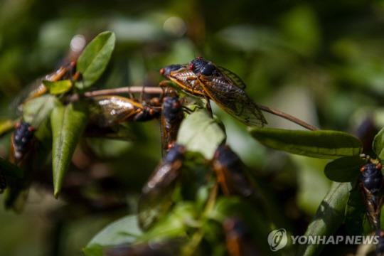 미국 매미. EPA 연합뉴스