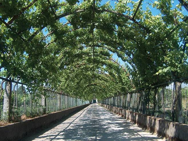 전통방식 포도재배. 비뉴베르데와인재배협회