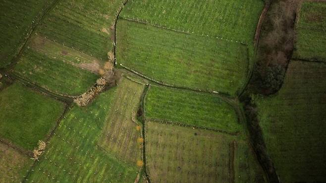 비뉴 베르데 포도밭 전경. 비뉴베르데와인재배협회