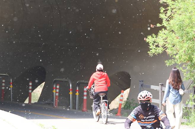 자전거 도로 너머로 버드나무 솜털이 흩날리고 있다. 김혜윤 기자
