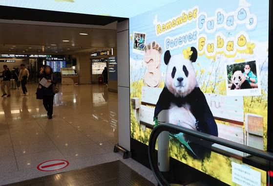 A screen display shows videos of Fu Bao at Terminal 1 in Incheon International Airport on March 21. [YONHAP]