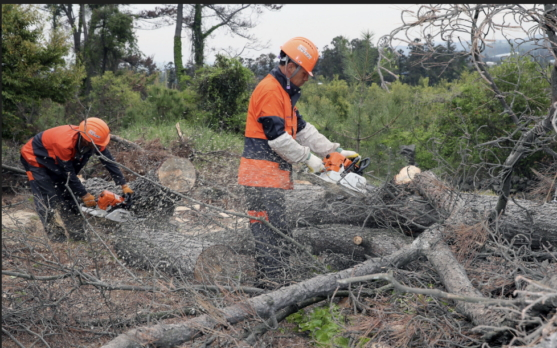 소나무재선충병 피해목 방제작업 모습./사진제공=산림청