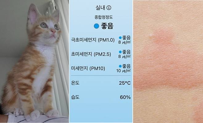 (좌측부터) 고양이, 실내 미세먼지 농도, 접촉성 알레르기