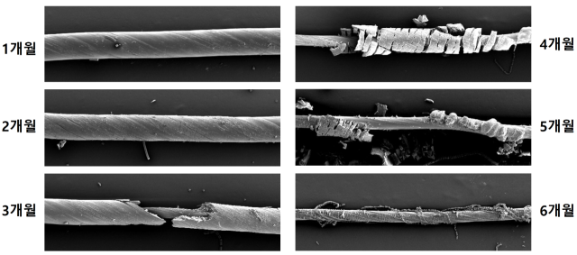 메디컬 섬유가 1개월 단위로 생체 분해되는 모습. 제공=한국섬유개발연구원