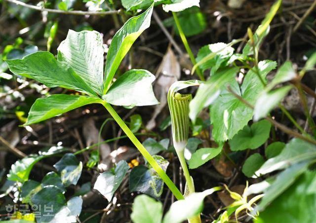 장도습지로 가는 탐방로 주변에 천남성이 군락을 이루고 있다.