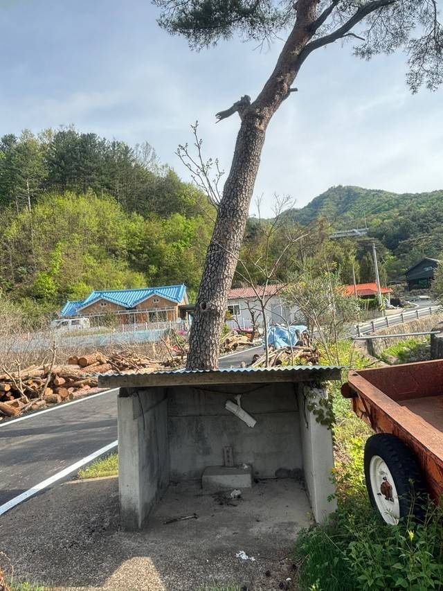 ▲ 홍천 화촌면 군업리 서낭당처럼 꾸며진 작은 신당 옆, 약 100년 가까이 된 소나무에 두릅나무 나무가 자라 눈길을 끌고 있다.