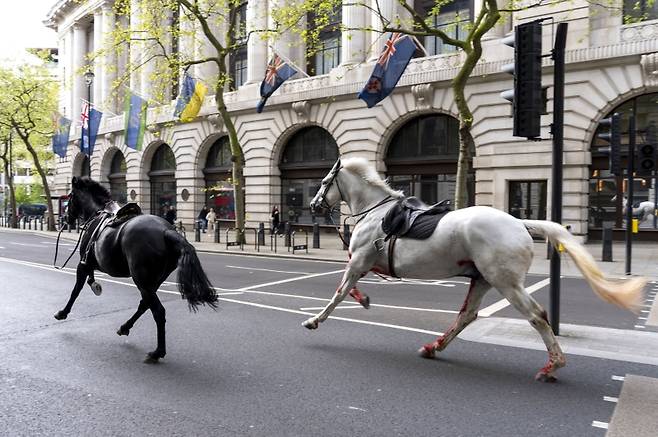 ▲영국 도심 올드위치 인근 거리를 영국 근위대의 말 2마리가 달리는 모습 [연합뉴스]