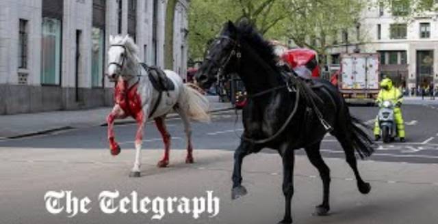 사진=텔레그래프 캡처