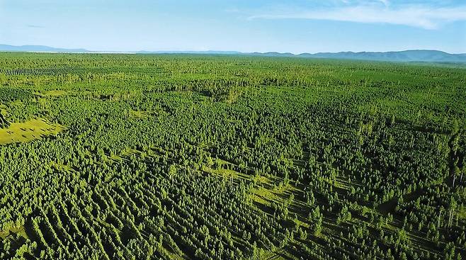 몽골토진나르스에 사막화 방지를 위해 복원한 소나무 숲. 면적 3250ha에 약 1000만 그루를 심었다. /유한킴벌리