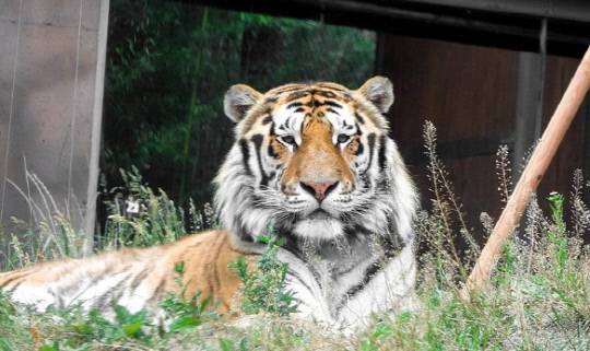 서울대공원 시베리아 호랑이 '태백'이. 서울대공원 홈페이지 캡처.