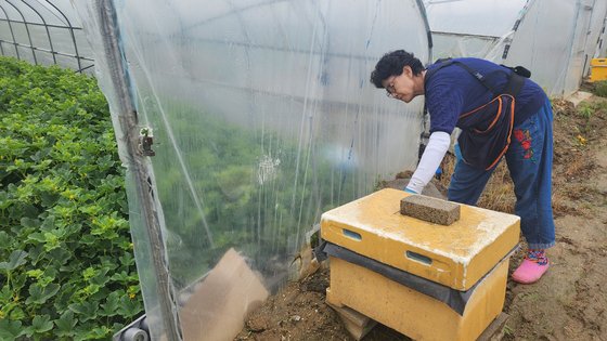 24일 경북 성주군 초전면 한 참외 농가에서 김영옥씨가 벌통을 두드리고 있다. 이수정 기자.