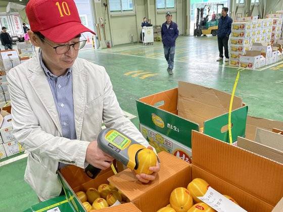 24일 김교진 이마트 바이어가 참외 공판장 경매 시작 전 참외 당도를 체크하고 있다. 사진 이마트