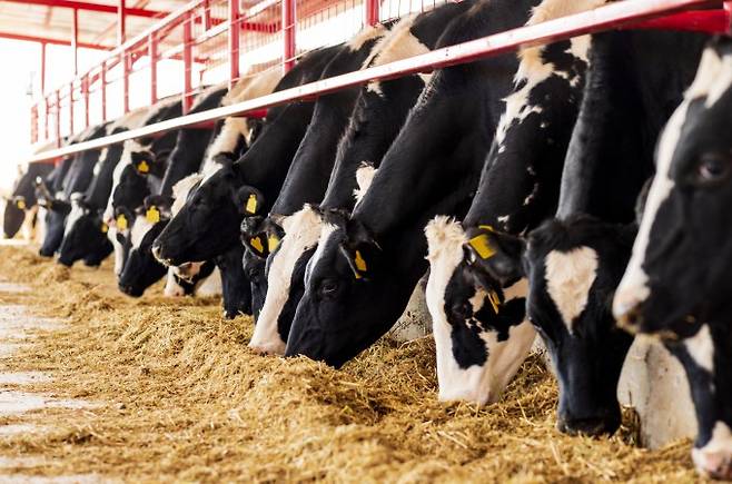 최근 미국에서 소들 사이에 퍼진 변종 조류 독감 바이러스가 발견되기 전에 수개월간 확산한 것으로 나타났다. 게티이미지뱅크