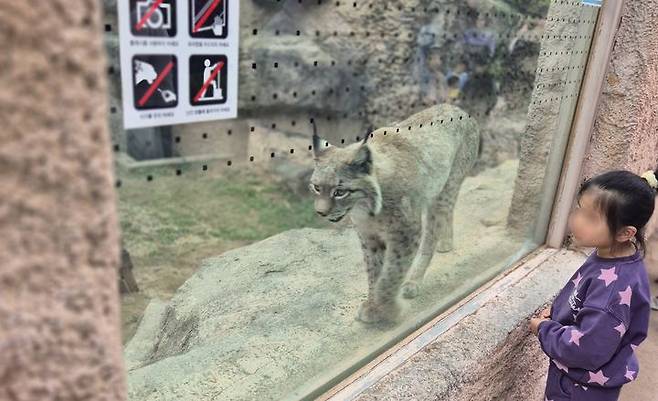 [서울=뉴시스]지난 21일 서울 광진구 어린이대공원 동물원을 방문한 한 어린 아이가 정형행동을 보이는 스라소니 한 마리를 지켜보고 있다. 2024.4.28. dal@newsis.com *재판매 및 DB 금지