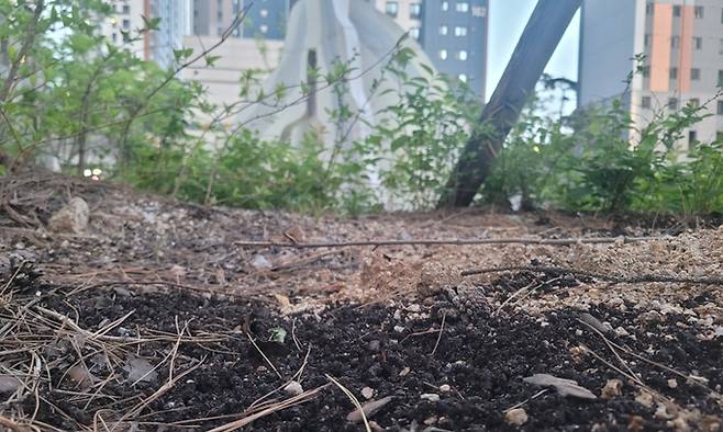 유박비료가 뿌려진 강원도 춘천 아파트. 배상철 기자