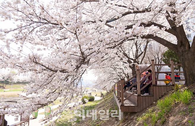 이번달 초 벚꽃이 만개한 중랑천 변 산책로 전경.(사진=의정부시 제공)