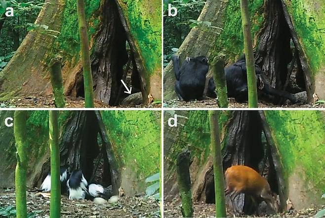 2017년 7월 5일부터 10월 18일, 2018년 9월 14일부터 2019년 4월 28일 사이에 동작 감응 카메라로 촬영한 마른 박쥐 배설물 더미(a, 화살표)와 침팬지(b), 콜로부스원숭이(c), 나탈다이커 영양(d)이 박쥐 배설물을 먹는 모습./커뮤니케이션 바이올로지