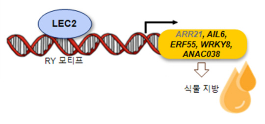 담뱃잎에서 일시적 과발현 방법을 이용하여 마스터 조절자인 LEC2에 의해 조절되면서 지방 합성을 조절하는 5가지 전사인자(ARR21, AIL6, ERF55, WRKY8, ANAC038)를 발견함.