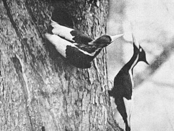 암컷이 돌아오면 수컷이 나가는 식으로 흰부리딱따구리는 둥지를 지킨다. 1935년 4월, 미국 루이지애나 주 싱어 트랙트에서 아서 앨런이 찍었다. 위키미디어코먼스 제공