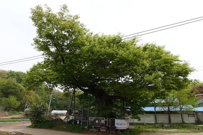 2024년 4월19일 경기 고양시 일산동구 산황산 숲 입구에 있는 690살 용뿔 느티나무. 김양진 기자