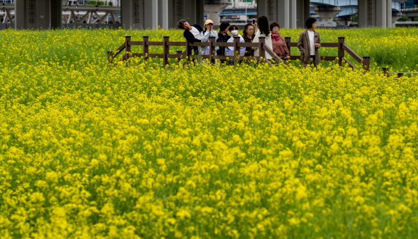 강서구 대저생태공원을 찾은 시민들이 샛노란 유채꽃밭 사이에서 사진을 찍으며 즐거운 시간을 보내고 있다. / 이원준 기자windstorm@