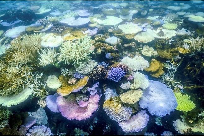 세계 최대 산호초 군락지 오스트레일리아 그레이트 배리어 리프의 리자드섬 주변 산호초가 ‘백화현상’을 보이는 모습이 지난 5일(현지시각) 카메라에 포착됐다. 지난해 전세계 산호초 지역 54%에서 백화현상이 발생했는데, 이런 대규모 백화현상은 1998년과 2010년, 2014~2017년에 이어 네번째로 나타난 것이다. AFP 연합뉴스