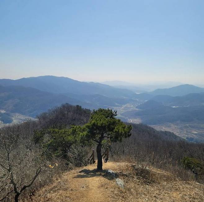 전북 고창군 성송면 고산 가는 길에서 만나는 소나무 (사진= 고창군)