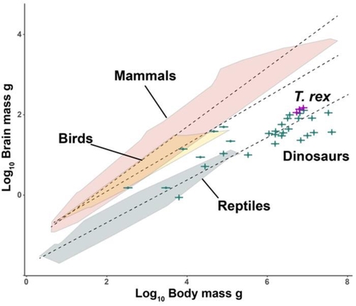 육상 척추동물의 뇌 질량과 체질량 사이의 관계 티라노사우루스 같은 공룡은 현재 살아 있는 육상 파충류와 비슷한 뇌 질량과 체질량 간 비율을 가진 것으로 나타났다. [Cristian Gutierrez-Ibanez 제공. 재판매 및 DB 금지]