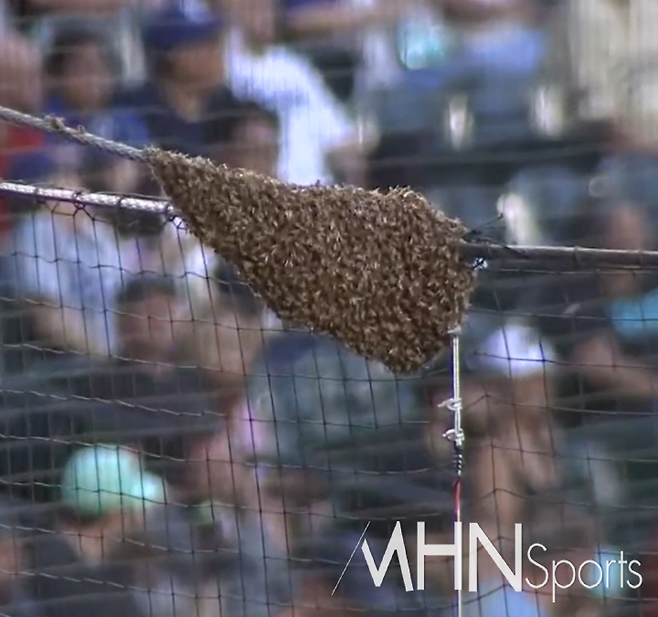 (체이스 필드 홈플레이트 안전그물망 위쪽에 몰려든 벌떼 모습)