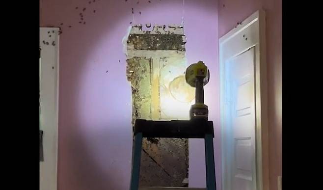 벽 뒤에서 발견된 벌떼. /ABC뉴스