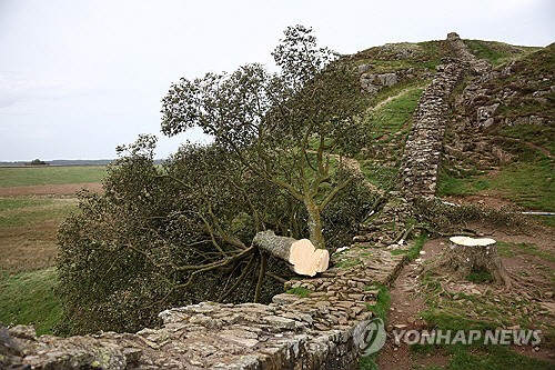 훼손된 영국 '로빈 후드 나무'. 지난해 9월 28일 노섬벌랜드의 시카모어 갭 나무가 절단돼 하드리아누스 방벽 위로 넘어간 모습. [EPA=연합뉴스]