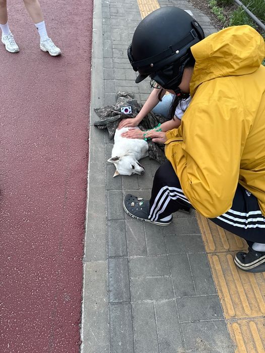 705특공연대 2대대 소속 변윤섭 중사가 도로 위에서 사고를 당한 강아지에게 자신의 군복을 덮어준 모습. ‘육군훈련소 대신 전해드립니다’ 갈무리