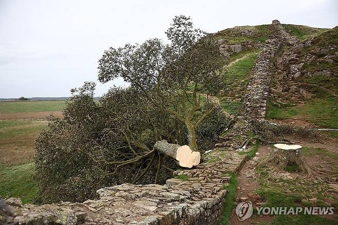 훼손된 영국 '로빈 후드 나무' 작년 9월 28일 노섬벌랜드의 시카모어 갭 나무가 절단돼 하드리아누스 방벽 위로 넘어간 모습 [EPA=연합뉴스 자료사진]