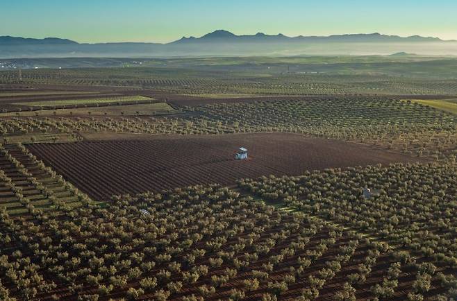지난해 12월 14일 스페인 서부 에스트레마두라 지방의 바다호스주 빌라프랑카 데 로스 바로스 인근에서 촬영된 올리브 밭.신화연합뉴스