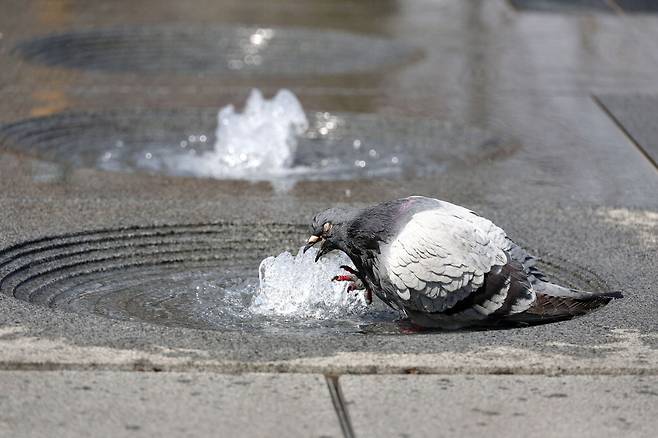 무더워진 날씨에 여러 곳의 분수대가 본격적으로 가동되고 있습니다. 비둘기도 더워지는 날씨에 분수대를 찾아 '캬~~시원하다'는 듯한 표정으로 목욕하는 모습이 참으로 재미있습니다.  이충우 기자