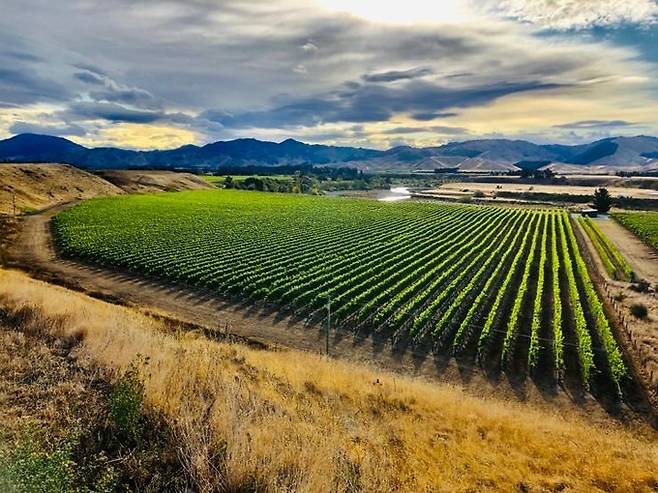 투 리버즈 포도밭. 인스타그램