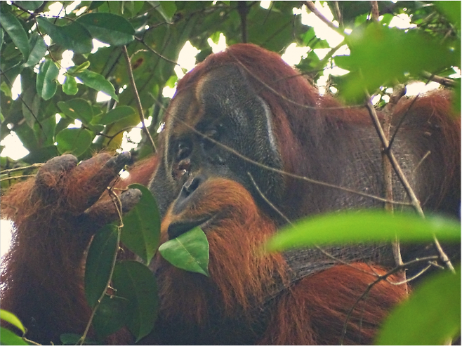 인도네시아 수아크 발림빙 지역에 사는 오랑우탄 '라쿠스'가 얼굴 상처에 항균과 진통 성분 등이 있는 식물 즙을 바르는 것이 목격됐다. Saidi Agam/Suaq Project 제공