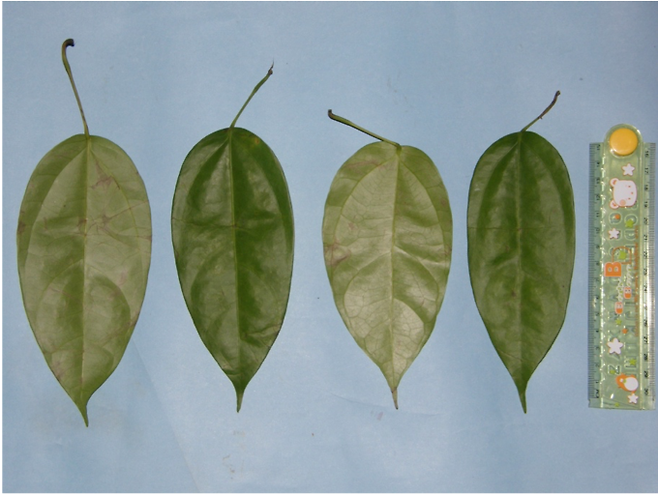 덩굴식물인 아카르 쿠닝(학명 Fibraurea tinctoria)의 잎에서 나온 즙은 염증과 통증 완화 성분이 들어 있다. Saidi Agam/Suaq Project 제공