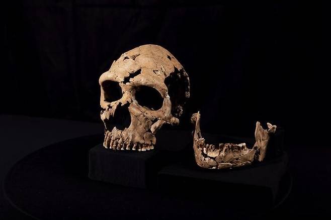 케임브리지대 연구진이 200여개의 조각을 맞춰 완성한 샤니다르 Z의 두개골. 케임브리지대 제공