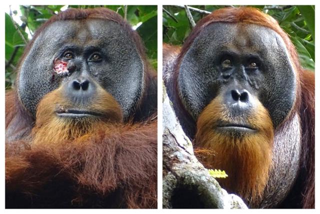 인도네시아 수마트라섬에 사는 수컷 오랑우탄 '라쿠스'의 얼굴 오른쪽 눈 아래에 큰 상처가 나 있다(왼쪽 사진). 라쿠스는 약초를 이용해 상처를 치료했는데, 두 달 후쯤 해당 상처가 거의 보이지 않을 정도로 완전히 치유됐다. AP 연합뉴스