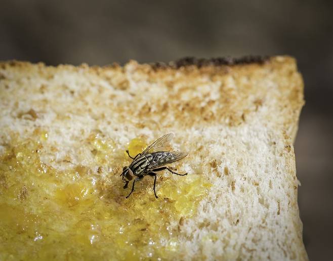 초파리 출몰을 예방하려면 집 안으로 들어오는 경로를 막아야 하며, 이미 생겼다면 초파리 트랩을 설치해야 한다./사진=게티이미지뱅크