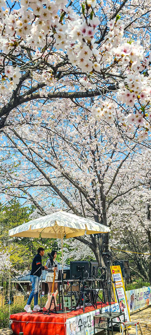 화사한 벚꽃 만개한 인천대공원. 매년 봄이면 벚꽃이 가득 피어 상춘객들의 발길을 끈다.