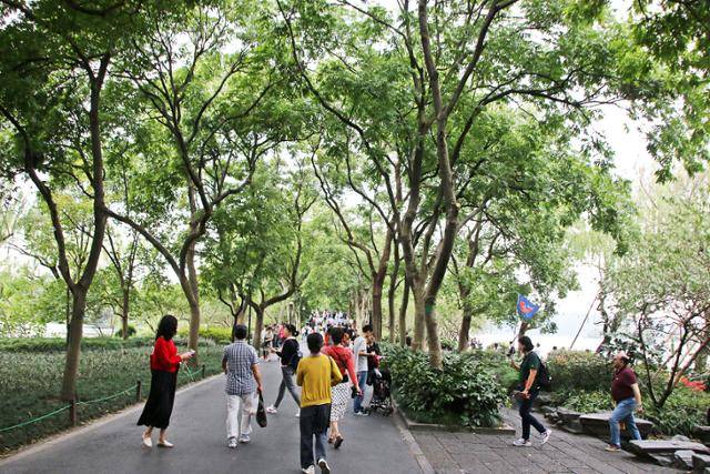 항저우 서호의 제방 소제. ⓒ최종명